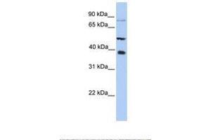 Image no. 1 for anti-Methyltransferase Like 2B (METTL2B) (N-Term) antibody (ABIN6738511) (METTL2B Antikörper  (N-Term))