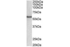 AP31684PU-N (0. (STK38 Antikörper  (C-Term))