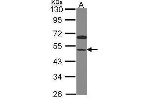 WB Image Sample (30 ug of whole cell lysate) A: Hela 10% SDS PAGE antibody diluted at 1:1000 (GCOM1 Antikörper  (C-Term))