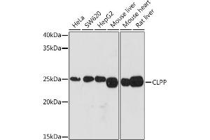 Western Blotting (WB) image for anti-ClpP Caseinolytic Peptidase, ATP-Dependent, Proteolytic Subunit Homolog (E. Coli) (CLPP) antibody (ABIN1682296)