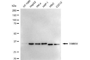 anti-Translocase of Inner Mitochondrial Membrane 50 Homolog (TIMM50) antibody