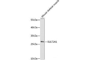 Western blot analysis of extracts of Mouse skeletal muscle using SULT2A1 Polyclonal Antibody at dilution of 1:2000. (SULT2A1 Antikörper)