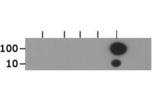 Dot Blot of Rabbit Histone H3 [ac Lys18] Antibody. (Histone 3 Antikörper  (H3K18ac))
