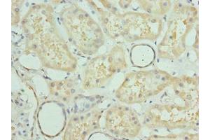 Immunohistochemistry of paraffin-embedded human kidney tissue using ABIN7165075 at dilution of 1:100 (PRMT6 Antikörper  (AA 119-375))