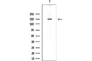 anti-Period Homolog 3 (PER3) (Internal Region) antibody