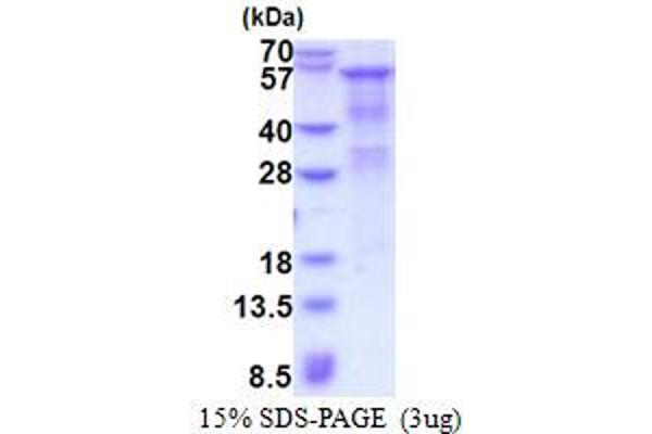 HPSE Protein (AA 36-543) (His tag)