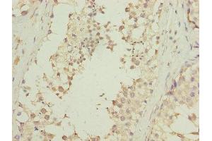 Immunohistochemistry of paraffin-embedded human testis tissue using ABIN7145131 at dilution of 1:100 (DNALI1 Antikörper  (AA 1-258))