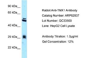 Western Blotting (WB) image for anti-Thioredoxin-Related Transmembrane Protein 1 (TMX1) (C-Term) antibody (ABIN971897) (TMX1 Antikörper  (C-Term))