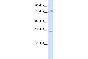 WB Suggested Anti-OR6C75 Antibody Titration:  0.