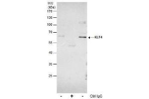 IP Image Immunoprecipitation of KLF4 protein from HeLa whole cell extracts using 5 μg of KLF4 antibody, Western blot analysis was performed using KLF4 antibody, EasyBlot anti-Rabbit IgG  was used as a secondary reagent.