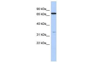 ATXN7L2 antibody used at 1 ug/ml to detect target protein. (ATXN7L2 Antikörper  (N-Term))
