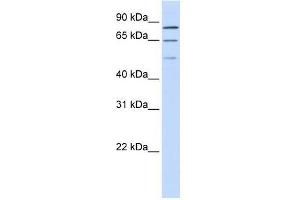 ZNF699 antibody used at 0. (ZNF699 Antikörper  (N-Term))