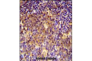 MUTED Antibody immunohistochemistry analysis in formalin fixed and paraffin embedded human tonsil tissue followed by peroxidase conjugation of the secondary antibody and DAB staining. (MUTED Antikörper  (AA 40-68))