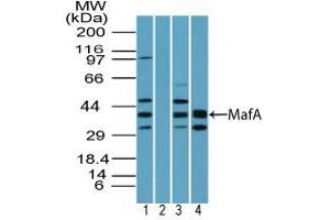 Image no. 1 for anti-Transcription Factor MafA (MAFA) (AA 300-350) antibody (ABIN960258)