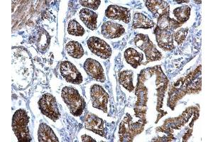 IHC-P Image EIF3F antibody [N1C3] detects EIF3F protein at nucleus on mouse intestine by immunohistochemical analysis.
