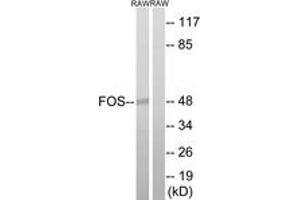 Western blot analysis of extracts from RAW264. (c-FOS Antikörper  (AA 201-250))