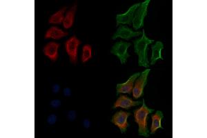 ABIN6256204 and ABIN6267563 staining HepG2 cells(30 min of 4uM Forskolin treatment) by IF/ICC.
