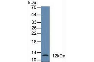 Figure. (alpha Defensin 1 Antikörper  (AA 20-94))