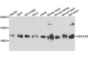 Western blot analysis of extract of various cells, using NDUFA5 antibody. (NDUFA5 Antikörper)