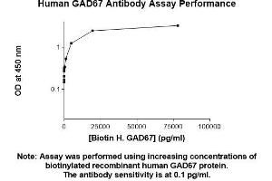 Image no. 2 for anti-Glutamate Decarboxylase 1 (Brain, 67kDa) (GAD1) (AA 1-594) antibody (ABIN5566519)