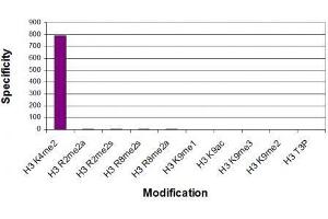 Histone H3K4me2 antibody (mAb) specificity tested by peptide array analysis. (Histone 3 Antikörper  (H3K4me2))