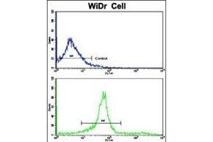 Flow cytometric analysis of widr cells using KLC1 Antibody (Center)(bottom histogram) compared to a negative control cell (top histogram). (KLC1 Antikörper  (AA 389-415))