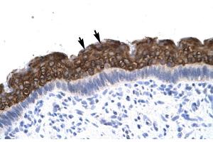 Human Spermatophore (AEBP1 Antikörper  (N-Term))