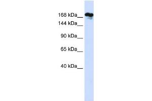 WB Suggested Anti-RSF1 Antibody Titration:  0. (RSF1 Antikörper  (Middle Region))