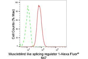 Flow cytometric analysis of Muscleblind like splicing regulator 1 expression in HT- cells using Muscleblind like splicing regulator 1 antibody (ABIN7799497), 1:2,000). (Rekombinanter MBNL1 Antikörper)