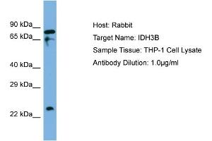Host: Rabbit Target Name: IDH3B Sample Type: THP-1 Whole Cell lysates Antibody Dilution: 1. (IDH3B Antikörper  (C-Term))