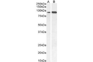ABIN185555 (0. (IFT88 Antikörper  (C-Term))