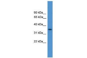 WB Suggested Anti-C4orf19  Antibody Titration: 0. (C4orf19 Antikörper  (N-Term))