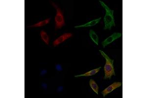 ABIN6263536 and ABIN6277080 staining 3 by IF/ICC. (NCF4 Antikörper  (C-Term))