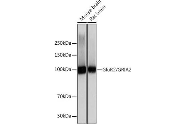 GRIA2 Antikörper