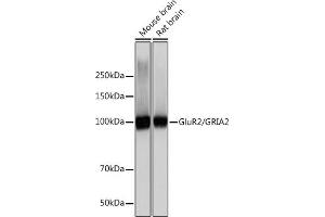 GRIA2 Antikörper