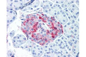 Anti-WNT10A antibody IHC of human pancreatic islet. (WNT10A Antikörper  (Internal Region))