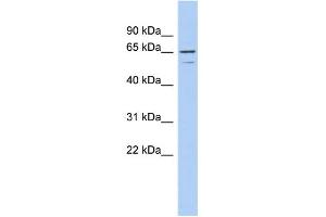 WB Suggested Anti-TNFRSF1A Antibody Titration:  0. (TNFRSF1A Antikörper  (N-Term))