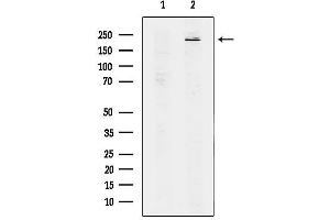 Western blot analysis of lysates from mouse heart tissue, using  Antibody.