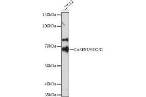 Western blot analysis of extracts of C2C12 cells, using CoREST/RCOR1 Rabbit mAb (ABIN7269920) at 1:500 dilution. (CoREST Antikörper)