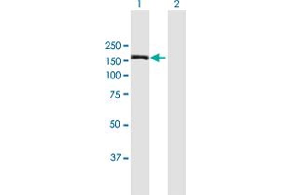 MAPKBP1 Antikörper  (AA 1-1015)