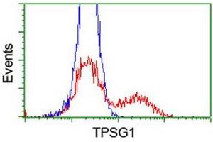 HEK293T cells transfected with either RC222359 overexpress plasmid (Red) or empty vector control plasmid (Blue) were immunostained by anti-TPSG1 antibody (ABIN2455440), and then analyzed by flow cytometry. (TPSG1 Antikörper  (AA 20-283))