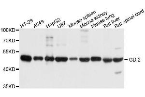 Western blot analysis of extracts of various cell lines, using GDI2 antibody. (GDI2 Antikörper  (AA 296-445))