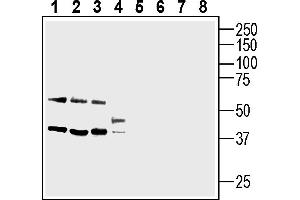 Western blot analysis of rat brain lysate (lanes 1 and 5), mouse brain lysate (lanes 2 and 6), rat brain cortex lysate (lanes 3 and 7) and rat dorsal root ganglion lysate (lanes 4 and 8):1-4.