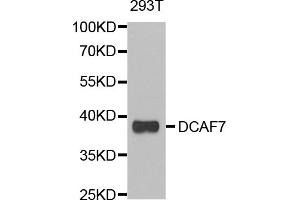 Western blot analysis of extracts of 293T cells, using DCAF7 antibody (ABIN5974113) at 1/1000 dilution. (DCAF7 Antikörper)