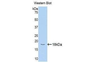 Western Blotting (WB) image for anti-Hemopexin (HPX) (AA 324-462) antibody (ABIN1078135) (Hemopexin Antikörper  (AA 324-462))