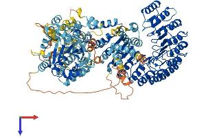 NLRP12 Protein (AA 1-1061) (His tag)