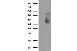 Western Blotting (WB) image for anti-Neuroplastin (NPTN) antibody (ABIN1499811) (NPTN Antikörper)