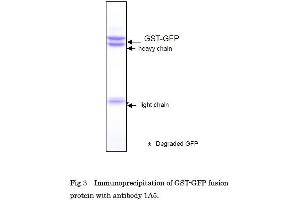Immunoprecipitation (IP) image for anti-Green Fluorescent Protein (GFP) antibody (ABIN2451988)