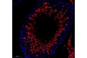 Immunofluorescence of paraffin embedded rat testis using ESD (ABIN7073862) at dilution of 1: 400 (250x lens) (Esterase D Antikörper)