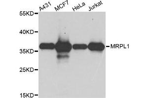 Western blot analysis of extract of various cells, using MRPL1 antibody. (MRPL1 Antikörper)